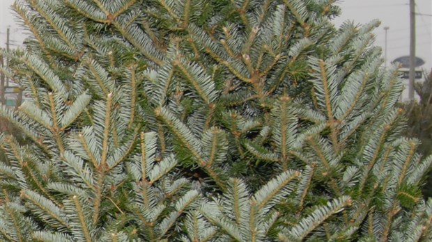 Collecte de sapins à Carignan